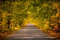 Empty road through an autumn forest near Kurapovo village Royalty Free Stock Photo